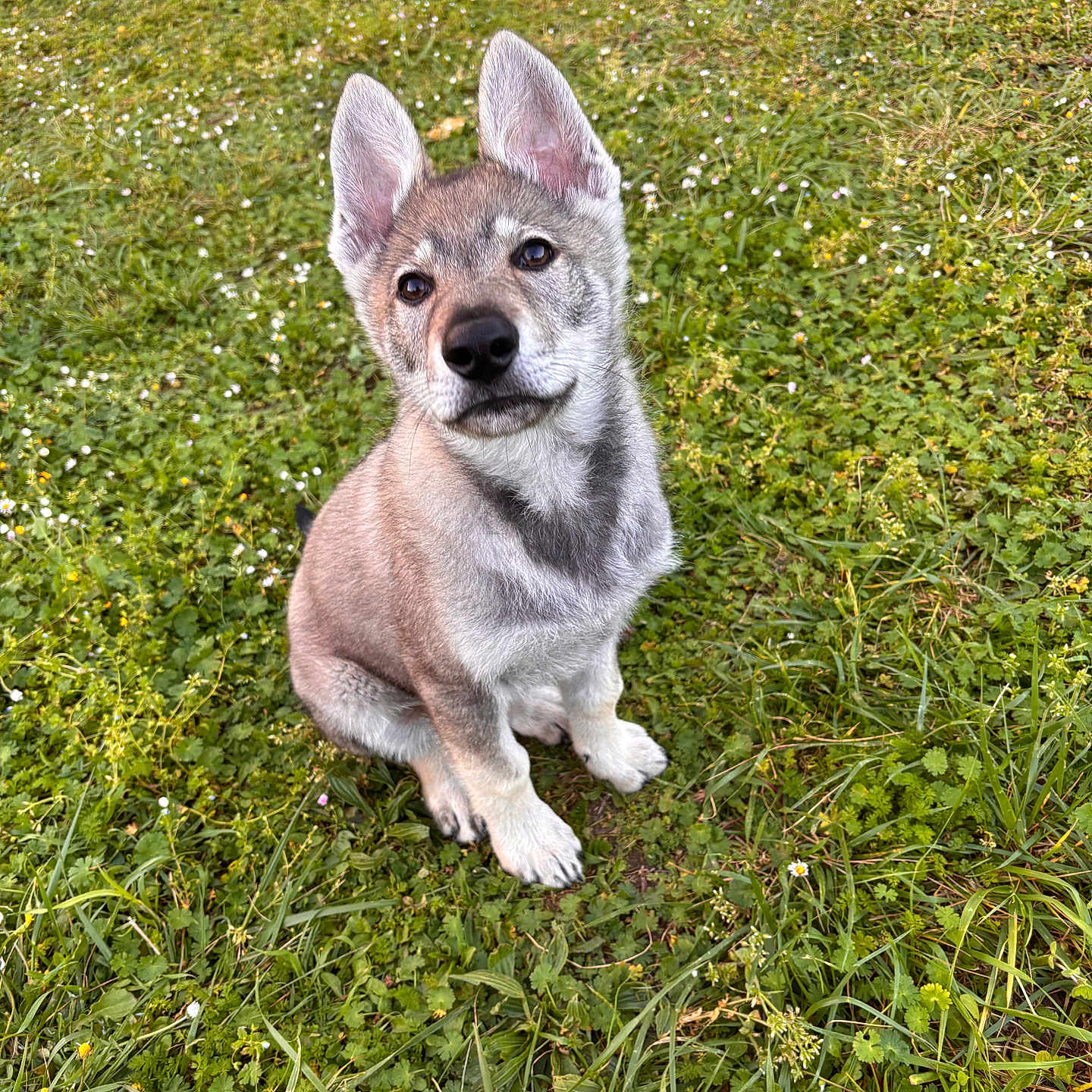 César participe au concours pour gagner de l'argent avec cette photo : puppy, dog, canine, sitting, outdoor, grass, meadow, wildflowers, portrait, fluffy, gray_fur, pointed_ears, upright_ears, black_nose, brown_eyes, head_tilt, cute, animal, nature, daylight