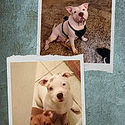 Scrappy joined the competition — help win amazing prizes! dog, puppy, white_dog, brown_dog, carpet, floor, indoor, pet, cute, animal, canine, portrait, looking_up, tiled_floor, curious, sitting, two_puppies, house, domestic, photo_collage