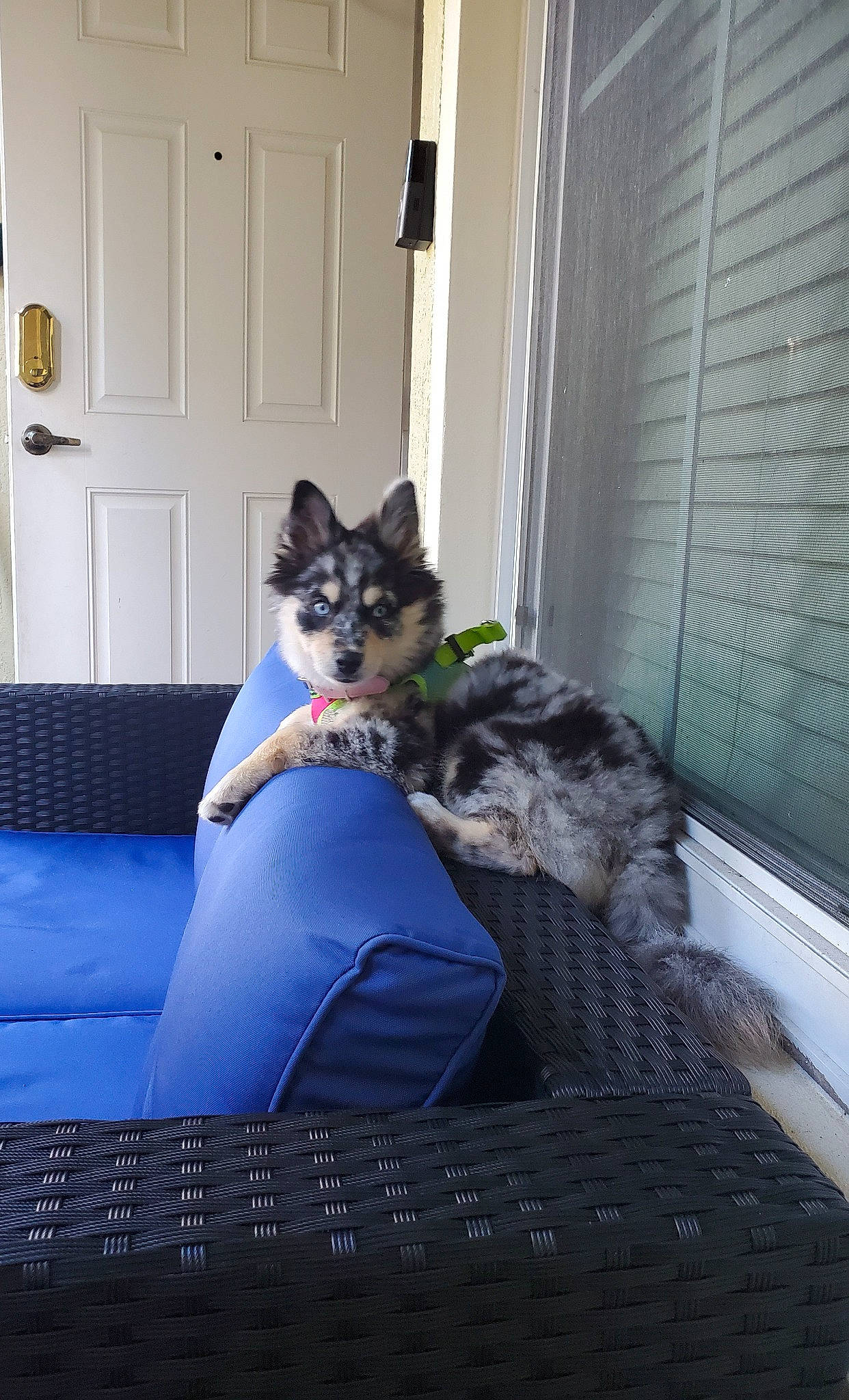 Ellie is registered to the contest to win money with this photo: canidae, carnivore, companion_dog, couch, dog, dog_breed, door, door_handle, fixture, fur, home, home_door, living_room, mammal, outdoor_furniture, studio_couch, window_blind, window_covering, working_animal, working_dog