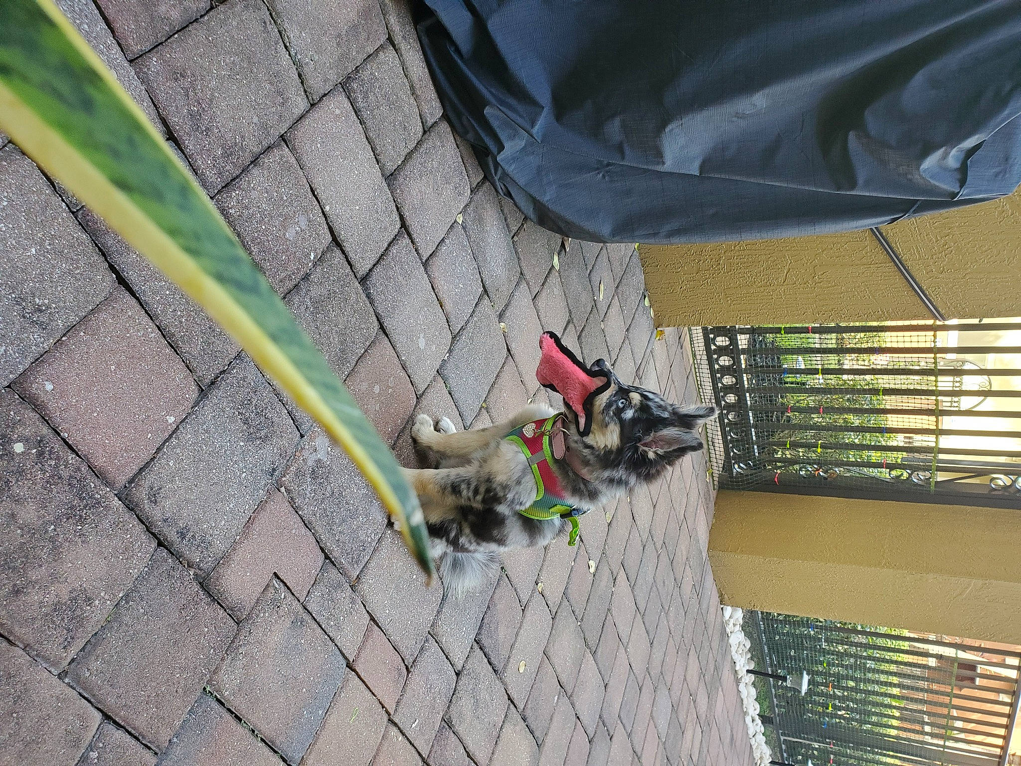 Ellie is registered to the contest to win money with this photo: canidae, carnivore, collar, concrete, curb, daylighting, dog, dog_breed, dog_collar, dog_supply, leash, pet_supply, sporting_group, window_blind, window_covering, window_treatment, working_animal