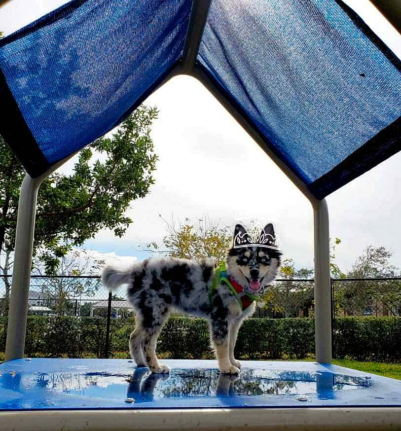 Ellie joined the competition — help win amazing prizes! blue, canidae, canis, carnivore, dog, dog_breed, koolie, majorelle_blue, shade, sled_dog, snout, sporting_group, tints_and_shades, wolf, working_dog