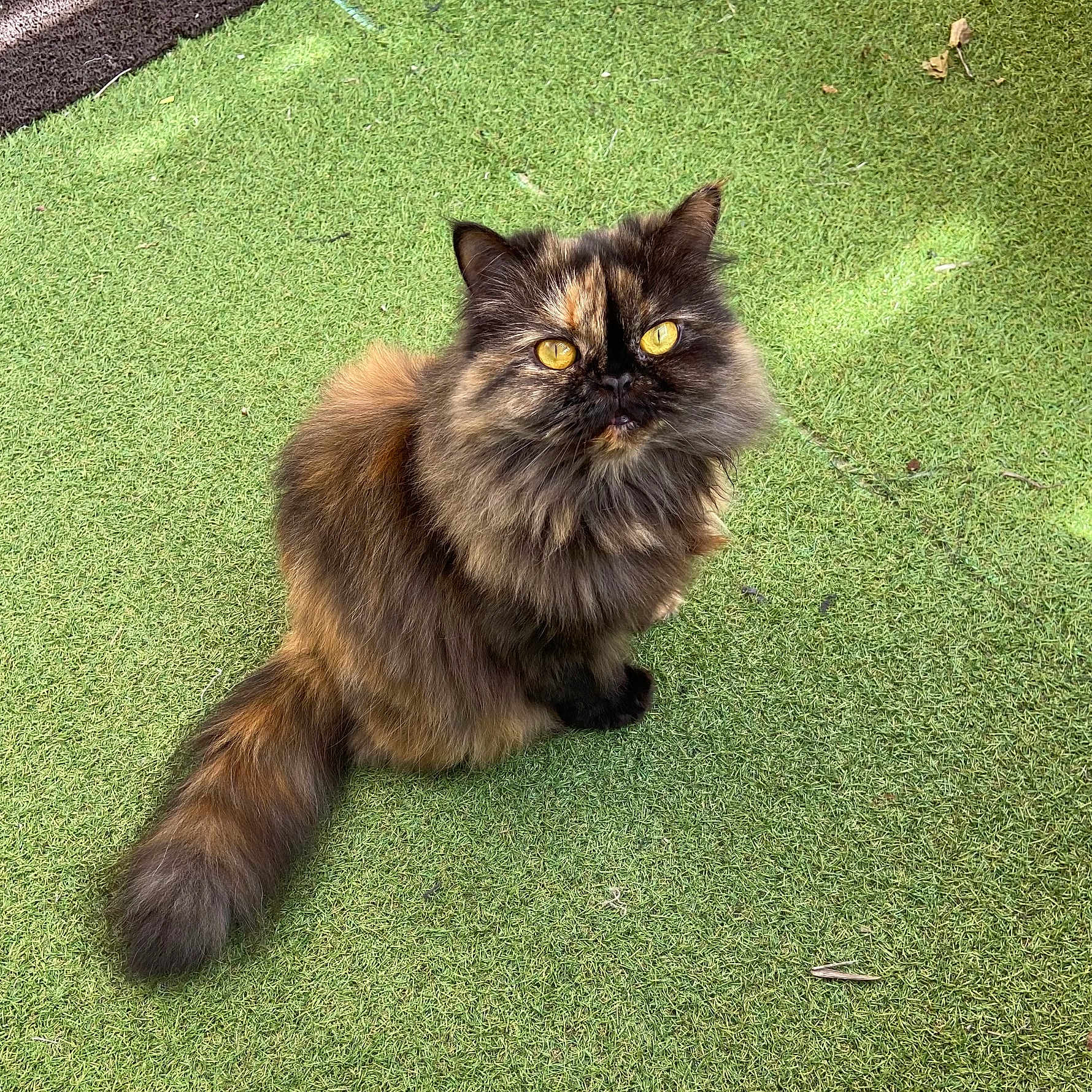 Tshatta participe au concours pour gagner de l'argent avec cette photo : alert, animal, cat, curious, cute, daylight, domestic_cat, feline, fluffy, fur, grass, looking_up, nature, outdoor, pet, sitting, tail, tortoiseshell, whiskers, yellow_eyes