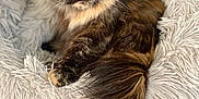 Tshatta participe au concours pour gagner de l'argent avec cette photo : cat, tortoiseshell, amber_eyes, fluffy, long_tail, pet_bed, shaggy_bed, indoor, feline, resting, curious, soft_texture, floor_tiles, close_up, domestic_animal, animal_portrait, cozy, relaxed, whiskers, fur