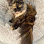 cat, tortoiseshell, amber_eyes, fluffy, long_tail, pet_bed, shaggy_bed, indoor, feline, resting, curious, soft_texture, floor_tiles, close_up, domestic_animal, animal_portrait, cozy, relaxed, whiskers, fur