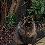 Tshatta participe au concours pour gagner de l'argent avec cette photo : cat, tortoiseshell_cat, animal, pet, feline, outdoor, garden, wooden_deck, plant, leaves, tree, fur, sitting, wildlife, nature, closeup, eyes, whiskers, calm, curious