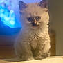 angora, animal, cat, computerhardware, electronics, fox, hardware, kitten, manx, monitor, pet, screen, siamese, tv, white