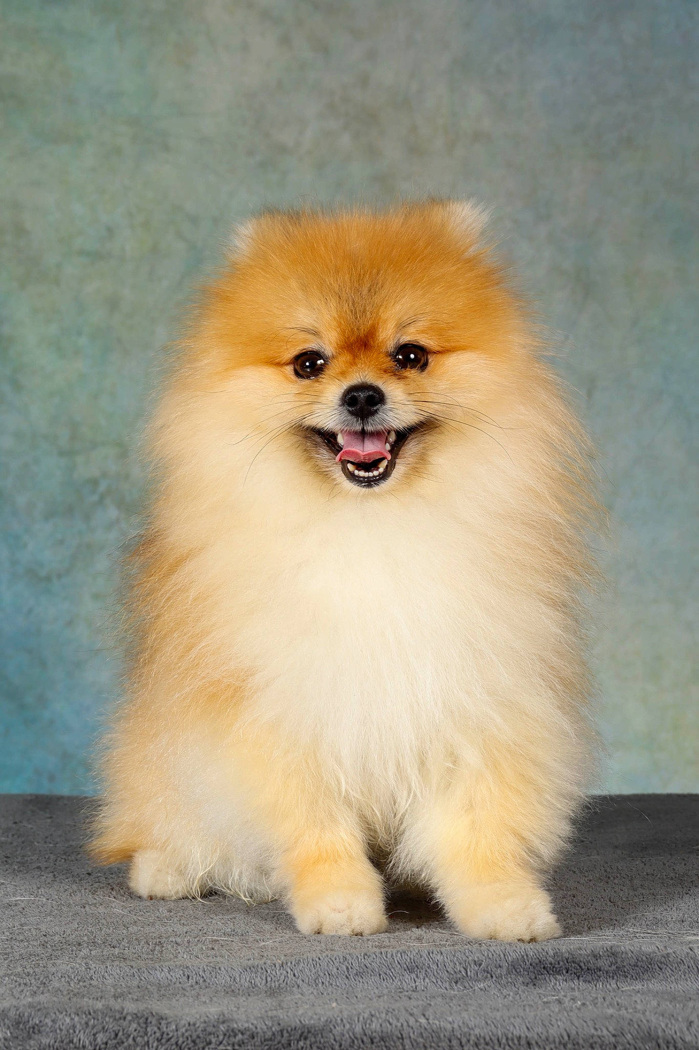 Lilo participe au concours pour gagner de l'argent avec cette photo : ancient_dog_breeds, canidae, carnivore, companion_dog, dog, dog_breed, fawn, fur, german_spitz, german_spitz_klein, non_sporting_group, smile, snout, spitz, sporting_group, toy_dog, whiskers, working_animal