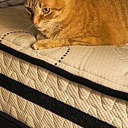 Crazy Cat. Cc joined the competition — help win amazing prizes! cat, ginger_cat, tabby, bed, mattress, quilted, indoor, pet, feline, resting, fur, whiskers, pillow, domestic_animal, looking, side_view, close_up, warm_lighting, texture, calm