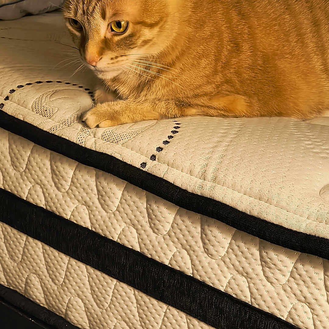 Crazy Cat. Cc joined the competition — help win amazing prizes! bed, calm, cat, close_up, domestic_animal, feline, fur, ginger_cat, indoor, looking, mattress, pet, pillow, quilted, resting, side_view, tabby, texture, warm_lighting, whiskers