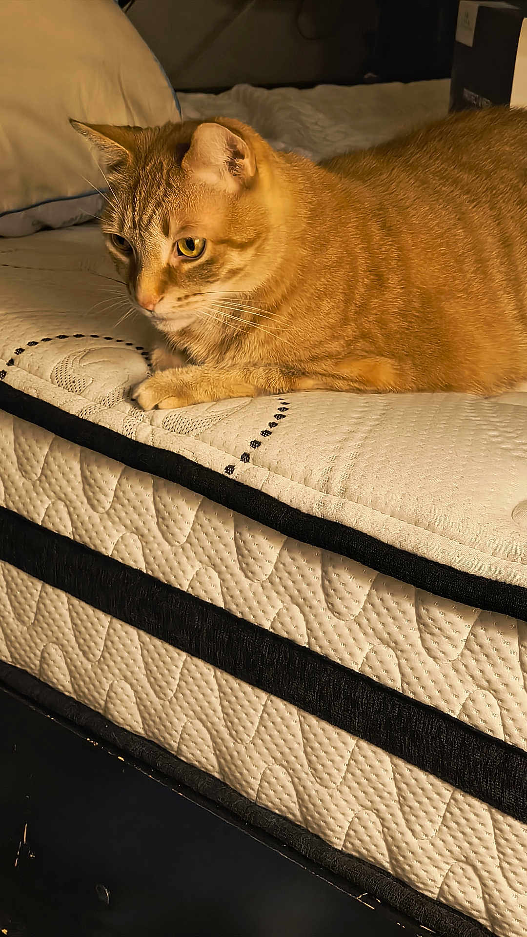 Crazy Cat. Cc joined the competition — help win amazing prizes! cat, ginger_cat, tabby, bed, mattress, quilted, indoor, pet, feline, resting, fur, whiskers, pillow, domestic_animal, looking, side_view, close_up, warm_lighting, texture, calm