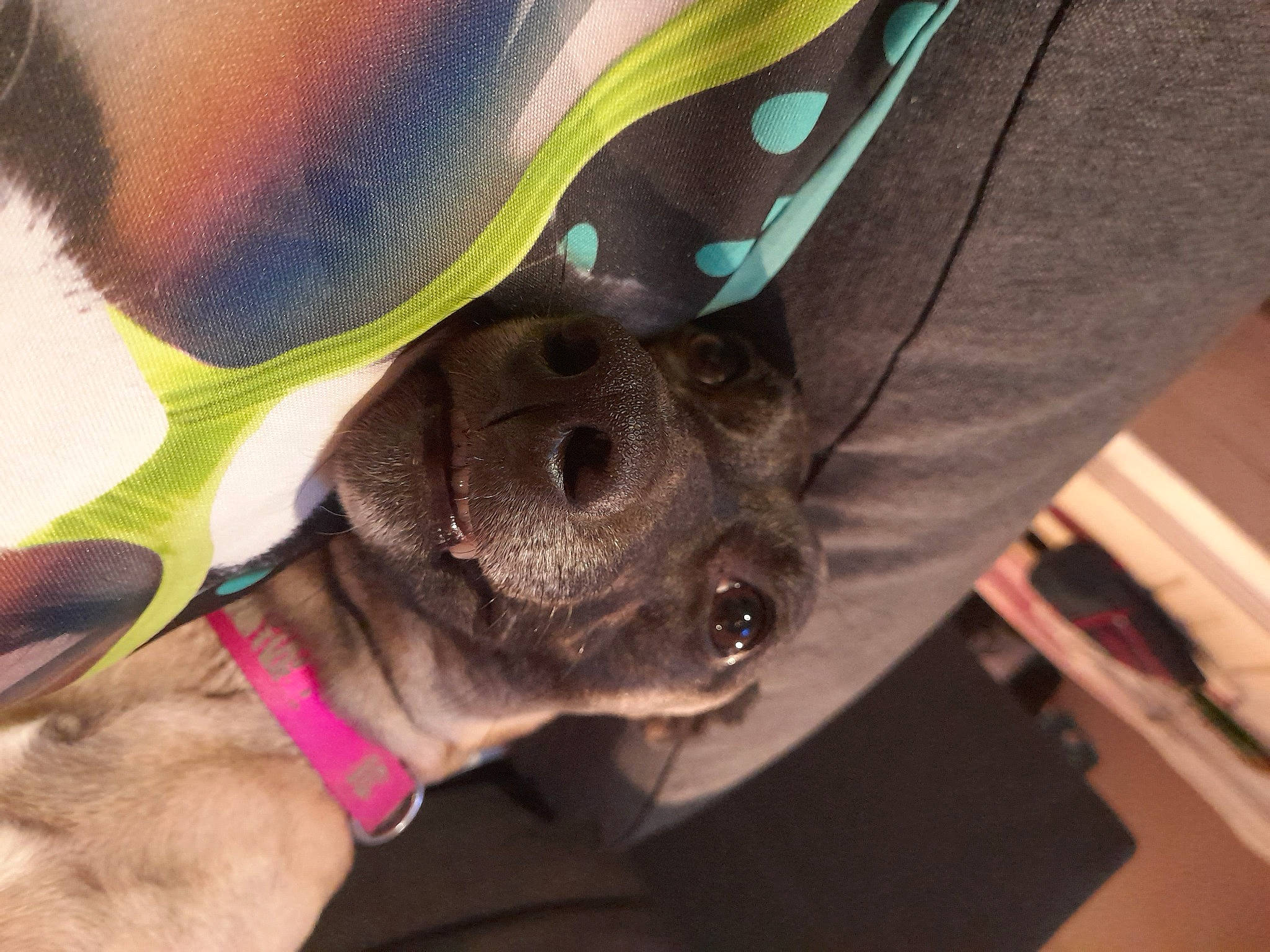 Perla a rejoint le concours — aidez-le/la à gagner de superbes lots ! carnivore, collar, companion_dog, dog, dog_breed, dog_collar, ear, electric_blue, eyewear, fashion_accessory, fawn, jaw, liver, pet_supply, selfie, sleeve, snout, sunglasses, whiskers, working_animal