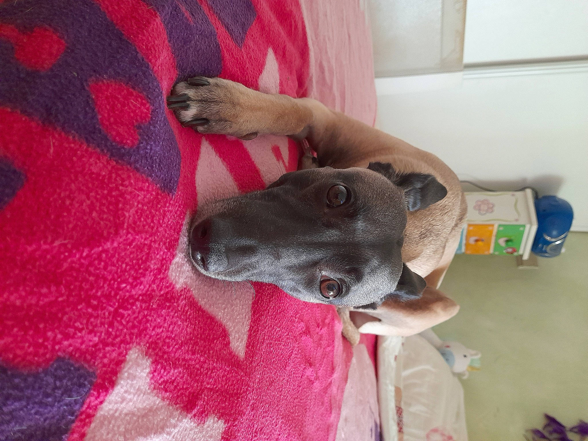 Perla participe au concours pour gagner de l'argent avec cette photo : canidae, carnivore, comfort, companion_dog, dog, dog_breed, fawn, flooring, foot, fur, grey, linens, magenta, non_sporting_group, pattern, paw, remote_control, snout, sporting_group, working_animal