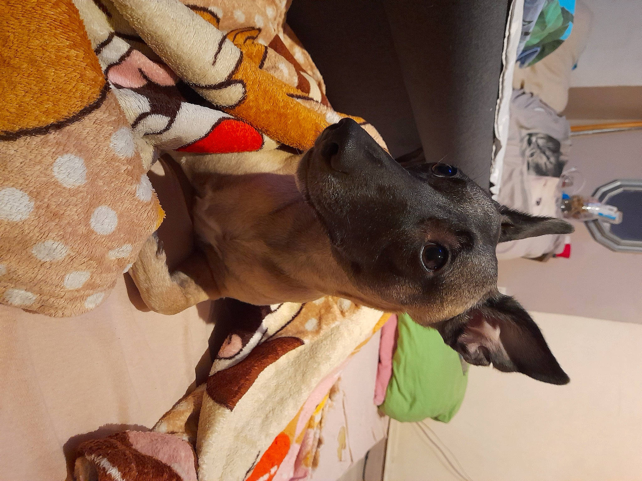 Perla a rejoint le concours — aidez-le/la à gagner de superbes lots ! canidae, carmine, carnivore, collar, companion_dog, dog, dog_breed, dog_supply, fawn, non_sporting_group, pattern, pet_supply, snout, sporting_group, working_animal