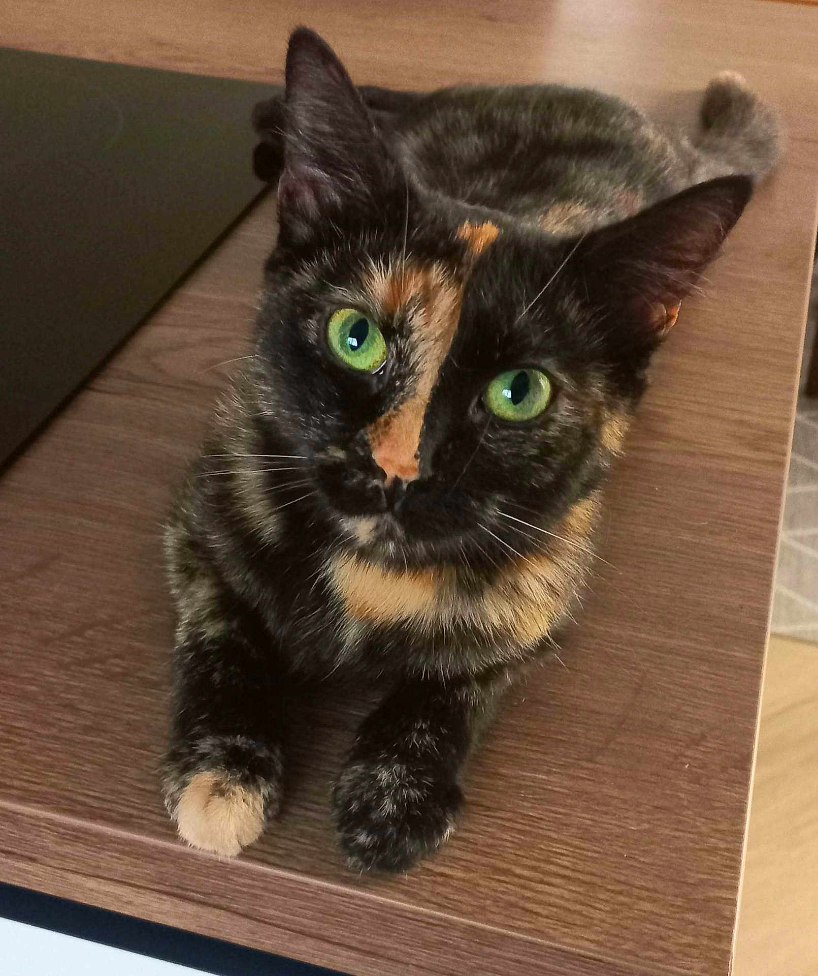 Choupa participe au concours pour gagner de l'argent avec cette photo : cat, tortoiseshell, green_eyes, pet, animal, feline, whiskers, ears, paws, wooden_surface, indoor, cute, curious, relaxed, fur, closeup, portrait, domestic_animal, table, resting