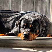 Aika participe au concours pour gagner de l'argent avec cette photo : rottweiler, dog, pet, animal, lying_down, sunlight, shadow, balcony, windowsill, relaxed, black_coat, tan_markings, indoors, resting, portrait, closeup, calm, canine, domestic_animal, fence
