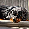 rottweiler, dog, pet, animal, lying_down, sunlight, shadow, balcony, windowsill, relaxed, black_coat, tan_markings, indoors, resting, portrait, closeup, calm, canine, domestic_animal, fence