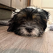 Maylo is registered to the contest to win money with this photo: dog, puppy, sleeping, nose, whiskers, close_up, pet, indoor, wooden_floor, fur, black_and_white, sleepy, muzzle, snout, portrait, adorable, cozy, resting, floor, companion