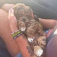 Chloe is registered to the contest to win money with this photo: beaded_bracelets, car_interior, close_up, cozy, cuddling, dog, fluffy_fur, human_hands, lap, legs, paws, puppy, puppy_face, seatbelt, shorts, sleepy, sunlight, tattoo, travel, upholstery