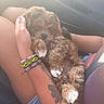 beaded_bracelets, car_interior, close_up, cozy, cuddling, dog, fluffy_fur, human_hands, lap, legs, paws, puppy, puppy_face, seatbelt, shorts, sleepy, sunlight, tattoo, travel, upholstery