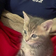 Simba participe au concours pour gagner de l'argent avec cette photo : kitten, cat, tabby, feline, pet, animal, fur, ears, eyes, whiskers, blanket, towel, clothing, sitting, cute, indoor, cozy, young, small, domestic
