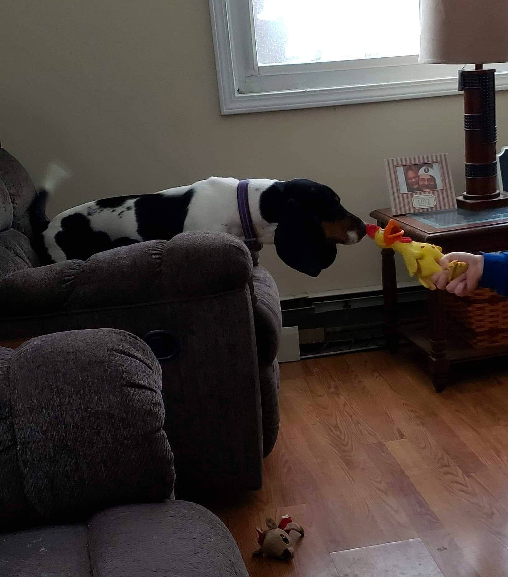 Lucy Lou is registered to the contest to win money with this photo: canidae, comfort, companion_dog, couch, floor, flooring, furniture, hardwood, headwear, home, interior_design, laminate_flooring, living_room, loveseat, person, room, slipcover, sporting_group