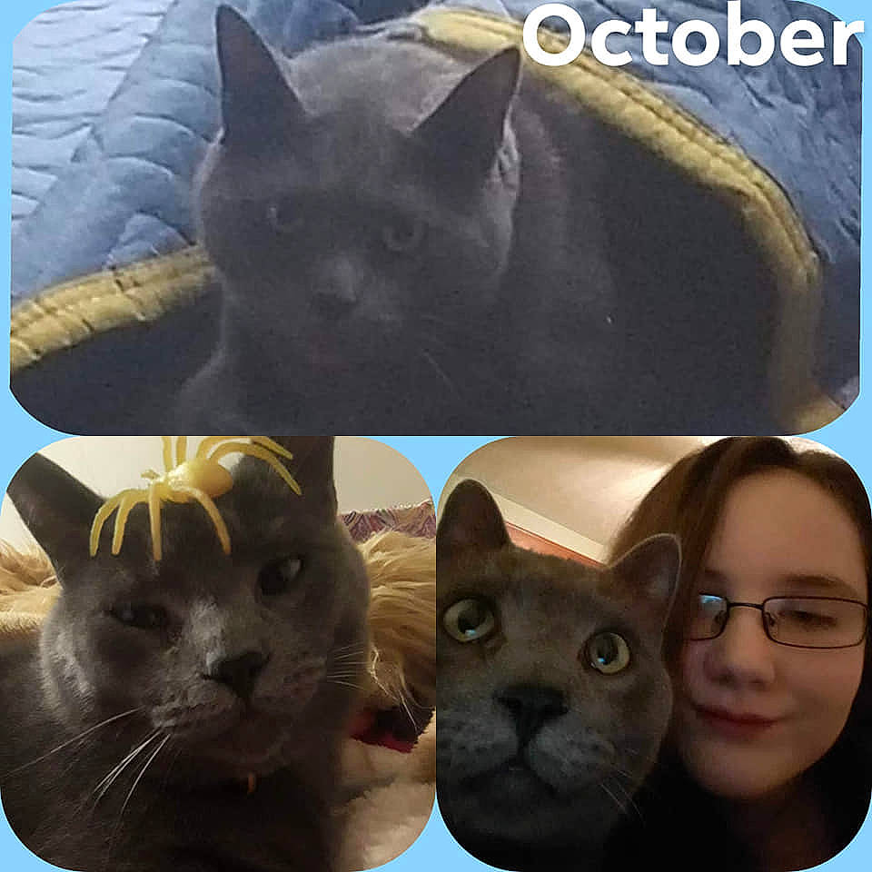 Smokey joined the competition — help win amazing prizes! asian, black_cat, british_shorthair, burmese, carnivore, cat, chartreux, domestic_short_haired_cat, felidae, kitten, korat, nebelung, person, photo_caption, russian_blue, sky, small_to_medium_sized_cats, whiskers