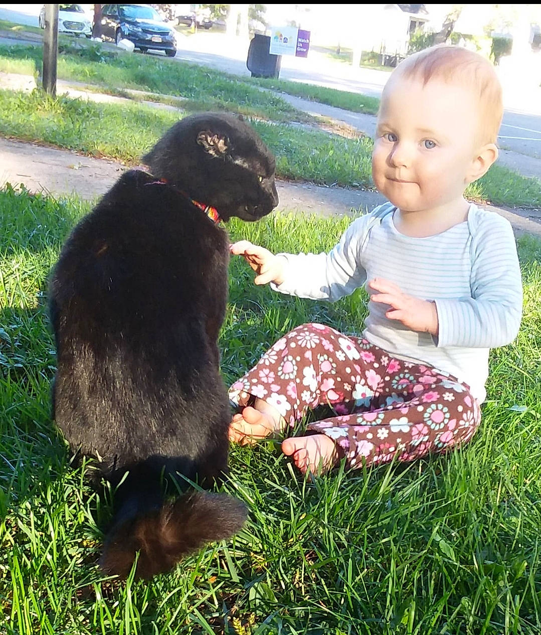 Bumper is registered to the contest to win money with this photo: canidae, carnivore, child, dachshund, dog, dog_breed, family, gordon_setter, grass, guard_dog, person, play, puppy, sporting_group, toddler