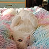 Milky a rejoint le concours — aidez-le/la à gagner de superbes lots ! cat, white_cat, fluffy, sleeping, relaxed, upside_down, pet, feline, whiskers, pink_nose, blue_eyes, pastel_blanket, fuzzy_blanket, cozy, indoors, bedroom, dresser, closeup, cute, portrait