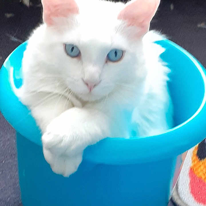 Milky participe au concours pour gagner de l'argent avec cette photo : cat, white_cat, fluffy, blue_eyes, pet, animal, sitting, bucket, blue_bucket, crossed_paws, portrait, indoors, radiator, floor, carpet, fur, whiskers, ears, cute, funny