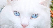 Milky participe au concours pour gagner de l'argent avec cette photo : cat, white_cat, blue_eyes, fluffy, animal, pet, feline, portrait, close_up, outdoors, grass, tree, log, moss, whiskers, pink_nose, ears, fur, looking_at_camera, nature