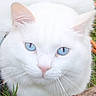 cat, white_cat, blue_eyes, fluffy, animal, pet, feline, portrait, close_up, outdoors, grass, tree, log, moss, whiskers, pink_nose, ears, fur, looking_at_camera, nature