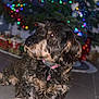 Nessy participe au concours pour gagner de l'argent avec cette photo : dog, curly_hair, pet, indoor, floor, collar, tag, christmas_tree, holiday_decorations, bokeh, festive, blurred_background, animal, looking_away, cute, fur, domestic_animal, companion, tile_floor, decorations