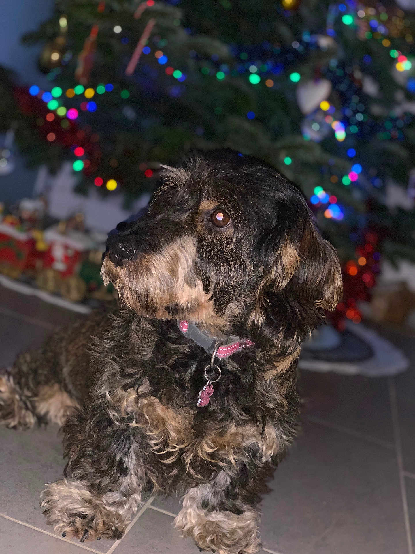 Nessy participe au concours pour gagner de l'argent avec cette photo : dog, curly_hair, pet, indoor, floor, collar, tag, christmas_tree, holiday_decorations, bokeh, festive, blurred_background, animal, looking_away, cute, fur, domestic_animal, companion, tile_floor, decorations