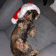 Nessy participe au concours pour gagner de l'argent avec cette photo : dog, santa_hat, couch, pet, indoor, curly_fur, gray_couch, relaxed, holiday, christmas, fur, animal, paw, boots, floor, tile, resting, canine, flash_reflection, domestic