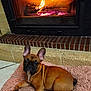 Thaï a rejoint le concours — aidez-le/la à gagner de superbes lots ! dog, french_bulldog, puppy, fireplace, fire, rug, indoor, cozy, warm, pet, animal, brown, ears, snout, floor, tile, brick, home, relaxing, cute