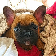 Thaï participe au concours pour gagner de l'argent avec cette photo : puppy, dog, french_bulldog, pet, animal, cute, blanket, snuggled, ears, face, fur, brown, black_nose, cozy, indoor, closeup, sleepy, resting, comfort, adorable
