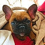 puppy, dog, french_bulldog, pet, animal, cute, blanket, snuggled, ears, face, fur, brown, black_nose, cozy, indoor, closeup, sleepy, resting, comfort, adorable