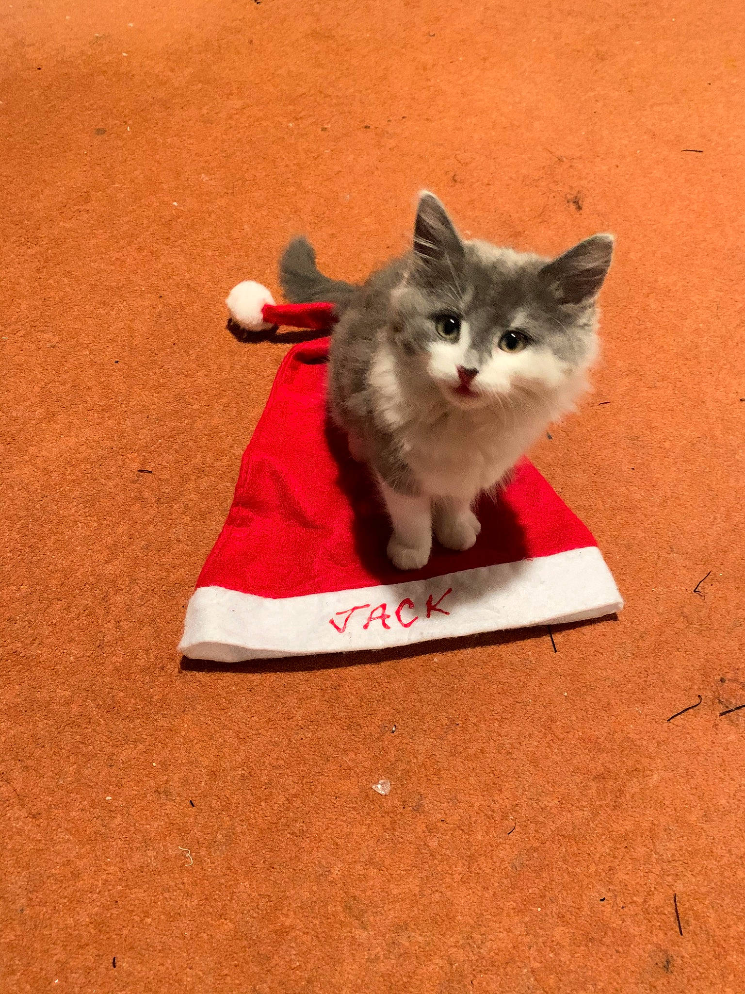 Amara is registered to the contest to win money with this photo: carnivore, cat, domestic_short_haired_cat, fawn, felidae, kitten, mammal, norwegian_forest_cat, polydactyl_cat, red, small_to_medium_sized_cats, tail, whiskers