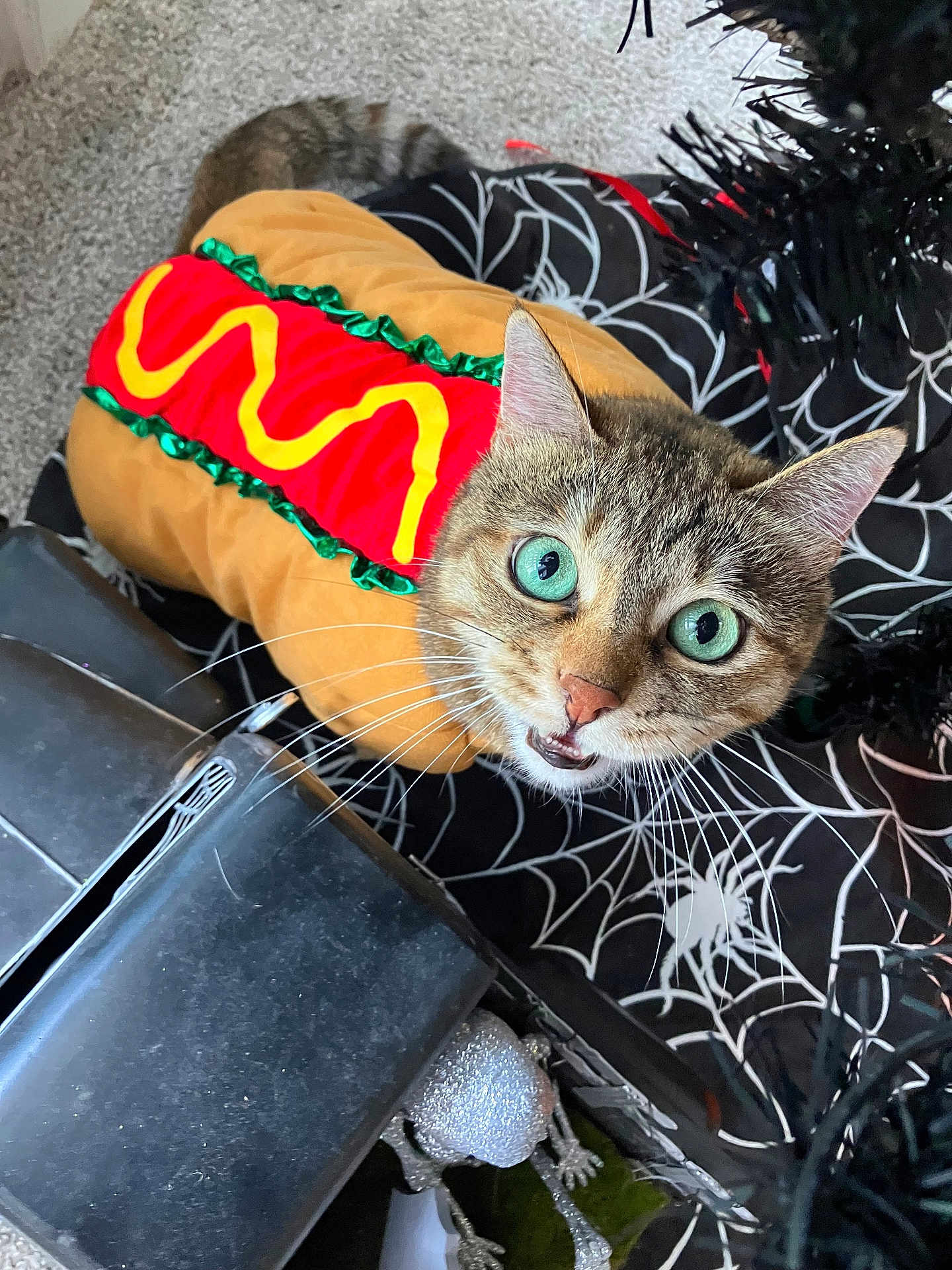 Reese is registered to the contest to win money with this photo: cat, costume, hot_dog, green_eyes, whiskers, carpet, spiderweb_pattern, black_fabric, skeleton_decoration, indoor, pet, animal, cute, curious, holiday, halloween, feline, funny, decor, costume_party