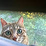 Reese joined the competition — help win amazing prizes! cat, curious, green_eyes, peeking, window_screen, closeup, whiskers, ears, nose, feline, outdoor, nature, face, pet, animal, tabby, soft_light, portrait, alert, fur