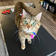 Reese joined the competition — help win amazing prizes! cat, tabby, green_eyes, ribbons, black_table, living_room, wood_floor, bookshelf, carpet, furniture, pet, curious, indoor, whiskers, close_up, domestic_animal, cute, animal, eye_contact, colorful