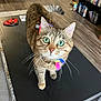 cat, tabby, green_eyes, ribbons, black_table, living_room, wood_floor, bookshelf, carpet, furniture, pet, curious, indoor, whiskers, close_up, domestic_animal, cute, animal, eye_contact, colorful