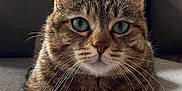 Reese joined the competition — help win amazing prizes! cat, tabby, pet, animal, indoor, couch, furniture, whiskers, fur, ears, eyes, relaxing, cozy, home, domestic, mammal, portrait, cute, resting, closeup