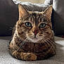 cat, tabby, pet, animal, indoor, couch, furniture, whiskers, fur, ears, eyes, relaxing, cozy, home, domestic, mammal, portrait, cute, resting, closeup
