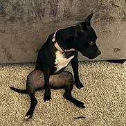 Bug is registered to the contest to win money with this photo: dog, black_dog, white_chest, collar, carpet, indoor, pet, sitting, side_view, furniture, couch, animal, canine, relaxed, looking_away, four_legs, paw, tail, domestic_animal, house
