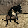 dog, black_dog, white_chest, collar, carpet, indoor, pet, sitting, side_view, furniture, couch, animal, canine, relaxed, looking_away, four_legs, paw, tail, domestic_animal, house