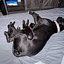 dog, cat, bed, collar, black_dog, black_cat, sleeping, indoor, furniture, wooden_cabinet, gray_bedspread, pet, animal, cozy, resting, domestic, companion, snuggling, quiet, relaxed
