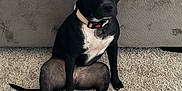 Bug joined the competition — help win amazing prizes! dog, black_dog, pet, sitting, carpet, indoor, furniture, couch, animal, canine, curious, ears_up, white_patch, collar, looking, front_view, domestic_animal, companion, cute, portrait