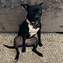 dog, black_dog, pet, sitting, carpet, indoor, furniture, couch, animal, canine, curious, ears_up, white_patch, collar, looking, front_view, domestic_animal, companion, cute, portrait