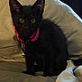 Boo is registered to the contest to win money with this photo: animal, bed, black_cat, companion, cozy, curious, cute, domestic_cat, feline, fur, household, indoor, kitten, looking, pet_collar, pillow, sitting, soft_lighting, whiskers, young_cat
